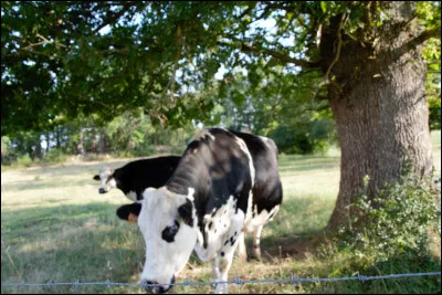 De taille moyenne je peuple de nombreux massifs montagneux dont les Alpes. Ma production laitière est remarquable. Quantitativement je suis dans le peloton de tête des vaches laitières :