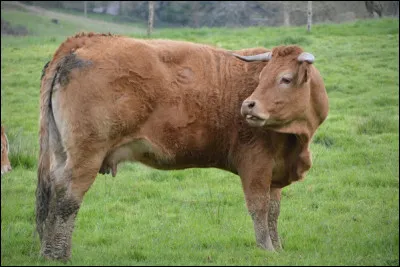 Je suis originaire de l'ouest du Massif central. Bouchère renommée, mes qualités sont appréciées des plus fins gourmets :