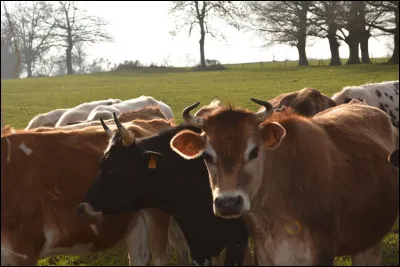 Parmi les plus petites du troupeau, je tiens mon rang de fine beurrière :