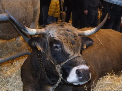 Je suis blonde et j'ai des yeux de biche. Je fus l'égérie du salon de l'agriculture 2010 :