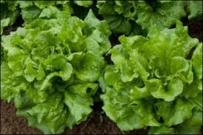 La salade est-elle sujette au stress ?