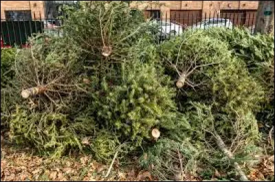 Comment recycler l'arbre de Noël ?