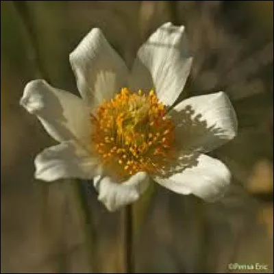 L'anémone des Alpes est-elle protégée ?