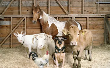 Quiz Animaux