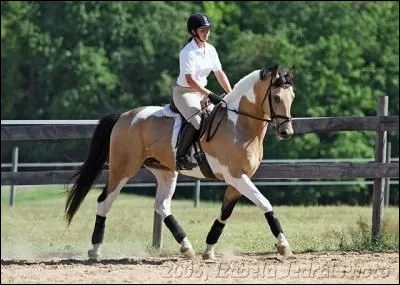 Comment s'appelle une marque blanche en bas des jambes ?