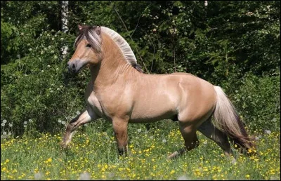 Quelle est cette robe ?