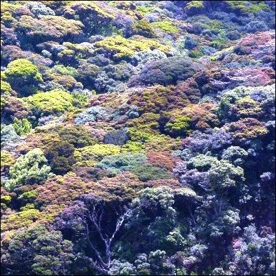 Comment appelle-t-on la partie sup&eacute;rieure, expos&eacute;e &agrave; la lumi&egrave;re du soleil, d�une for&ecirc;t ?