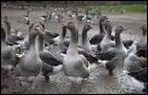 De quoi les oies et les canards sont-ils gavs avant de devenir des mets d'excellence ?