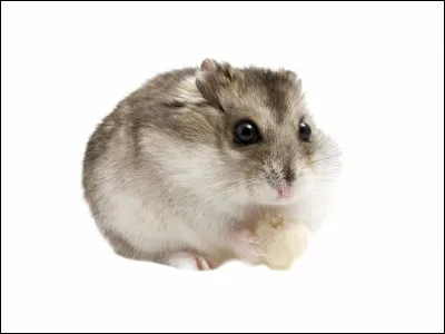 Comment s'appelle le hamster de Zoé ?
