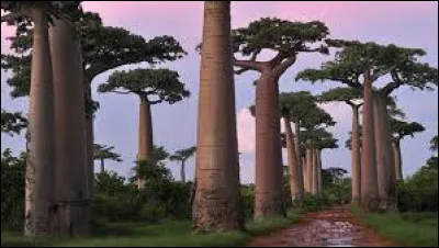 Comment appelle-t-on parfois Madagascar ?