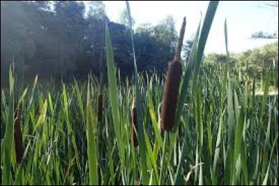 À quel paysage la massette appartient-elle ?