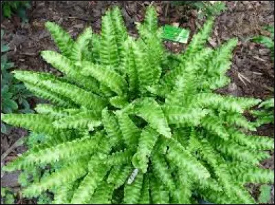 La fougère langue-de-buf se plaît-elle dans un climat océanique ?