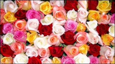 La Rose de France est une variété de...