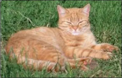 Quel animal préfères-tu ?