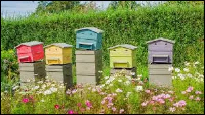 Quel c&eacute;l&egrave;bre d&eacute;tective s'est pris de passion pour l'apiculture &agrave; la fin de sa vie ?