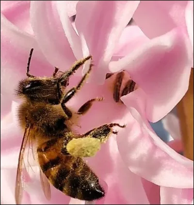 Quelle est la consommation journali&egrave;re d'eau d'une colonie d'abeilles ?