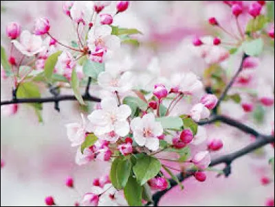 Quelle est la forme g&eacute;om&eacute;trique de l'alv&eacute;ole ?