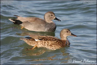 Quelle est cette esp&egrave;ce de canard ?