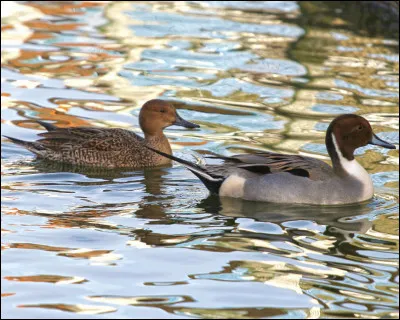 Quelle est cette esp&egrave;ce de canard ?