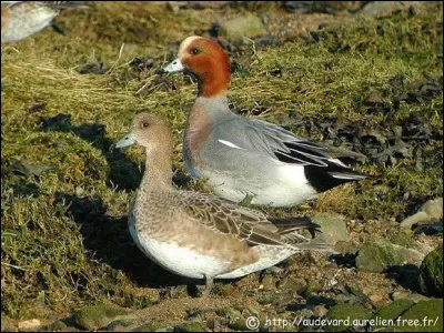 Quelle est cette esp&egrave;ce d'oie ?