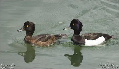 Quelle est cette esp&egrave;ce d'oie ?