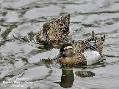 Quelle est cette esp&egrave;ce de limicole ?
