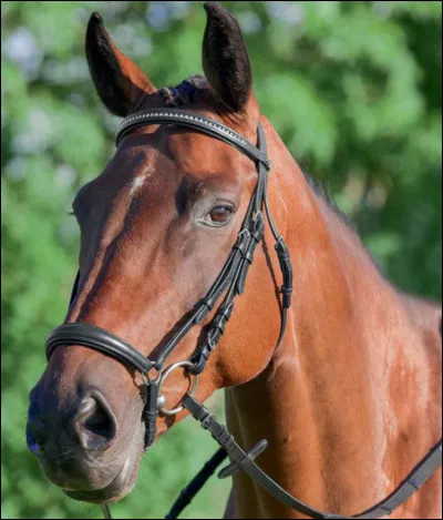 Quest-ce qui ne fait pas partie du filet ?