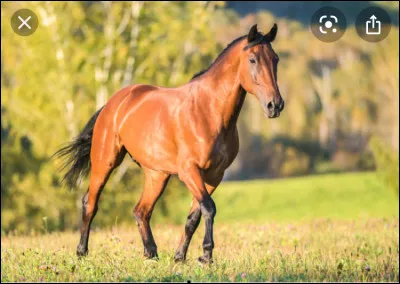 Quest-ce que le saut dobstacles ?