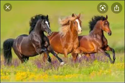 Quelle partie du corps du cheval nexiste pas ?