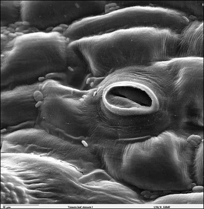 Fruit de la contestation, c'est la...