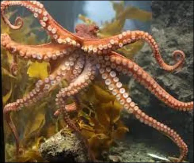 Souvenez-vous, dans les années 60 il s'appelait Aristote, trouvez le nom de cette célèbre série !