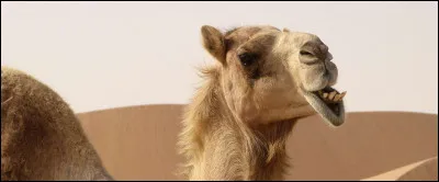 Un indice : C'est Marcel qui fait l'con !