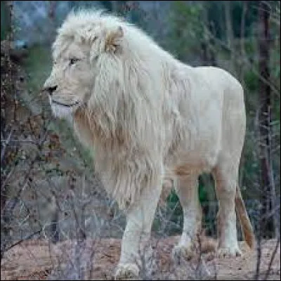 Il apparait dans ce film !