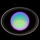 Quelle est cette plante ?