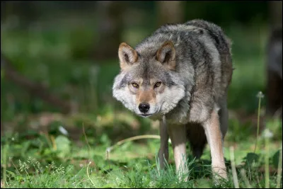 Si un monstre de rang loup (le plus faible des niveaux) apparaît, que fais-tu ?