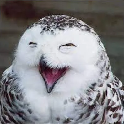 Comment est-ce que la chouette sait que son mari fait la gueule ?