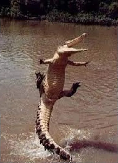 Pourquoi met-on les crocodiles en prison ?