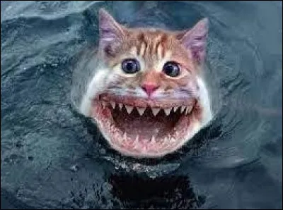 Que se passe-t-il lorsque 2 poissons s'énervent ?