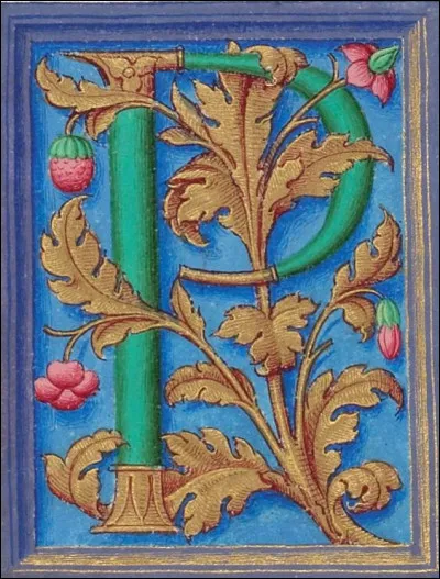 Pavot : de quelle couleur est le pavot de l'Himalaya ?