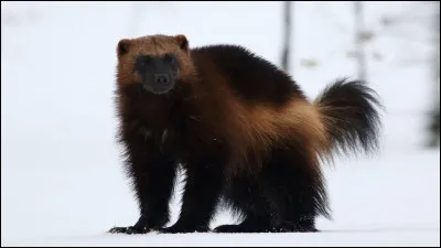 Il est très violent quand on l'embête :