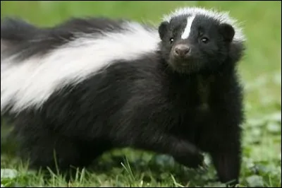 Il ne sent pas bon :