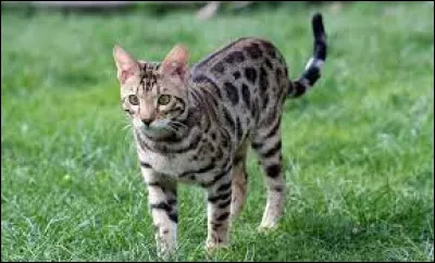 Il est malin et avec de jolies taches :