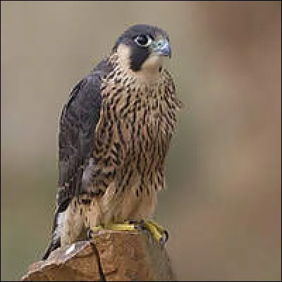 C'est l'oiseau le plus rapide du monde qui va à plus 180 km/h :