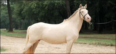Quelle est la robe de ce cheval ?