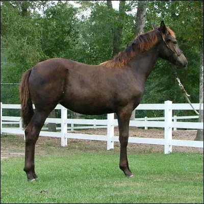 Quelle est la robe de ce cheval ?