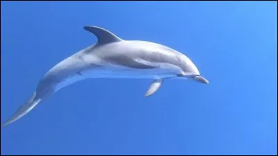 Nommez une caractéristique du dauphin :