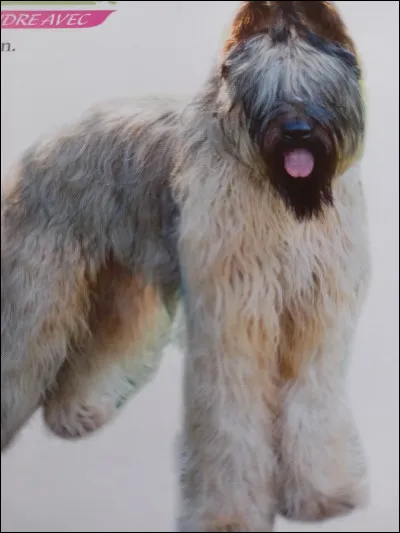 Quelle est la race de ce chien ?