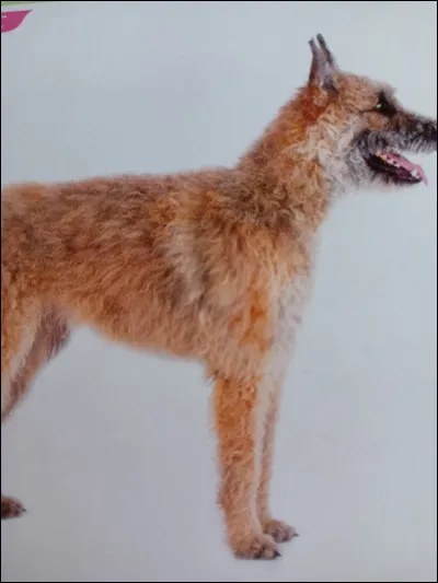 Quelle est la race de ce chien ?