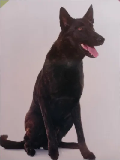 Quelle est la race de ce chien ?