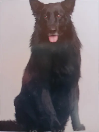 Quelle est la race de ce chien ?